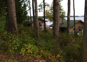 Rustic cabins